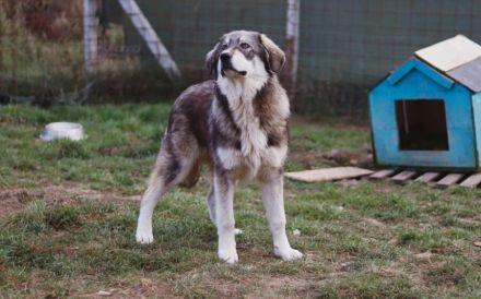 Egino, der fantastische Junghund, sucht ein Zuhause.