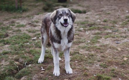 Egino, der fantastische Junghund, sucht ein Zuhause.