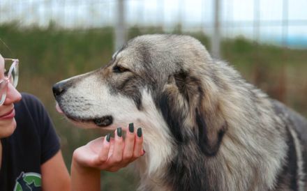 Egino, der fantastische Junghund, sucht ein Zuhause.