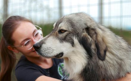 Egino, der fantastische Junghund, sucht ein Zuhause.
