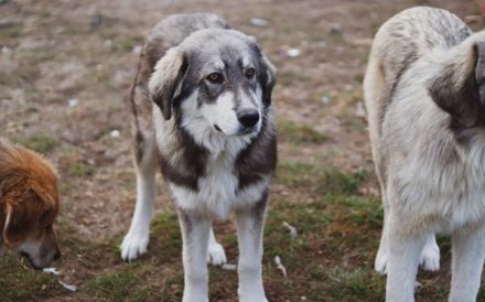 Egino, der fantastische Junghund, sucht ein Zuhause.