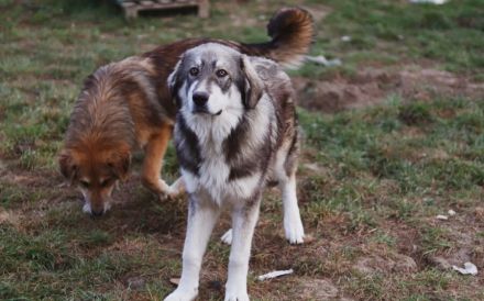 Egino, der fantastische Junghund, sucht ein Zuhause.
