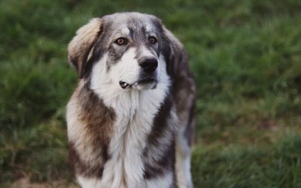 Egino, der fantastische Junghund, sucht ein Zuhause.