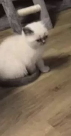 Verspielte bkh Kitte