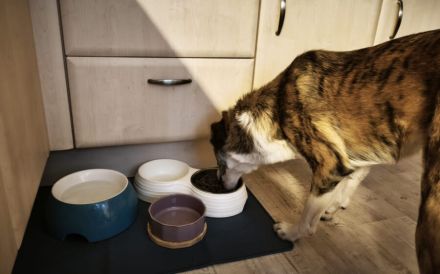 Fantastische Coccinelle sucht ein Zuhause