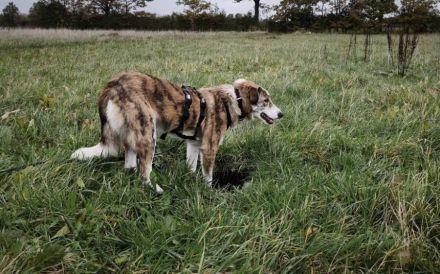 Fantastische Coccinelle sucht ein Zuhause
