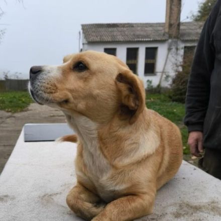 Kati-Notfellchen-BeagleMix-Hündin-ca 35cm