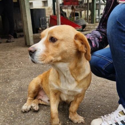 Kati-Notfellchen-BeagleMix-Hündin-ca 35cm