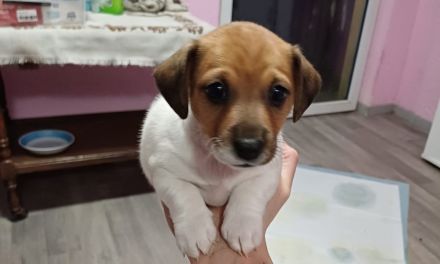 süße Jack Russell Welpen