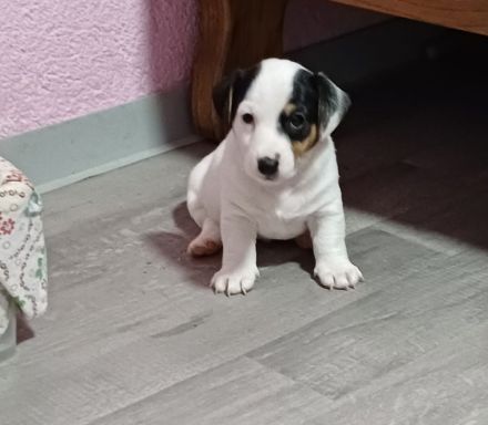 süße Jack Russell Welpen