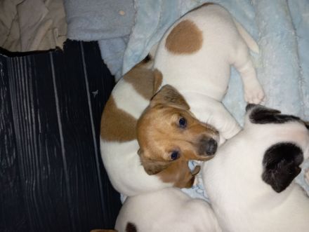 süße Jack Russell Welpen
