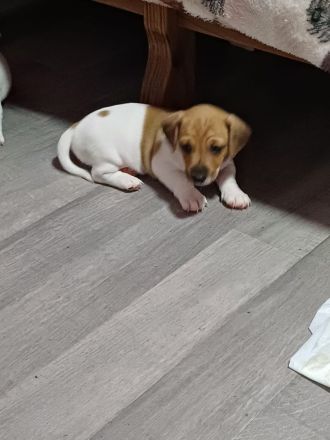 süße Jack Russell Welpen