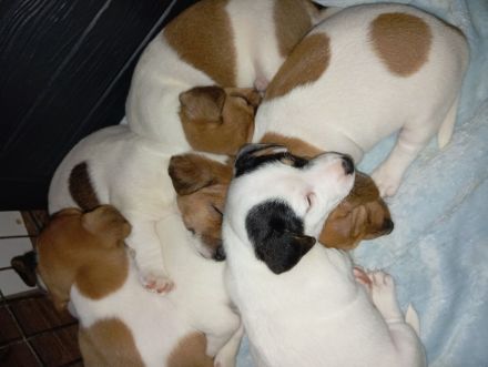süße Jack Russell Welpen