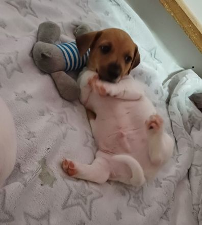 süße Jack Russell Welpen
