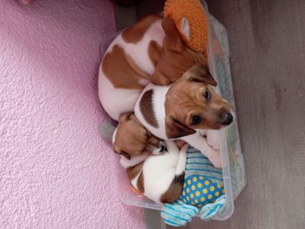 süße Jack Russell Welpen