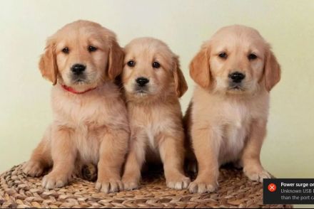 Wurfplanung Frühjahr 2025 * Golden Retriever Welpen mit Ahnentafel*