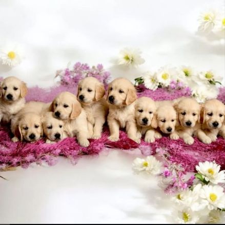 Wurfplanung Frühjahr 2025 * Golden Retriever Welpen mit Ahnentafel*