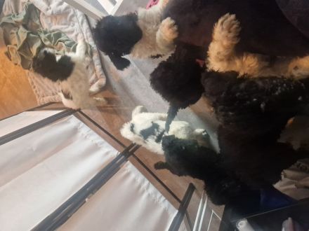 Königspudel/Großpudel Welpen