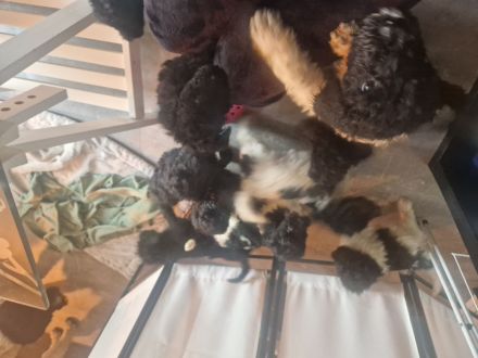 Königspudel/Großpudel Welpen