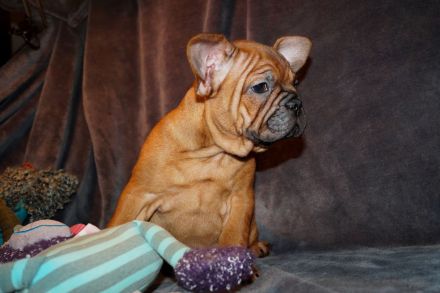 Seriöse Zucht - Französische Bulldogge Welpe Hündin Red Fawn - Bullys vom Dechenwald