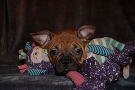 Seriöse Zucht - Französische Bulldogge Welpe Hündin Red Fawn - Bullys vom Dechenwald