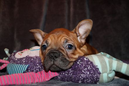 Seriöse Zucht - Französische Bulldogge Welpe Hündin Red Fawn - Bullys vom Dechenwald
