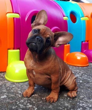 Seriöse Zucht - Französische Bulldogge Welpe Hündin Red Fawn - Bullys vom Dechenwald