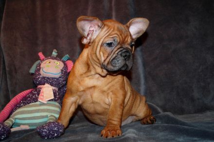 Seriöse Zucht - Französische Bulldogge Welpe Hündin Red Fawn - Bullys vom Dechenwald