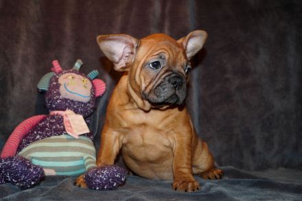 Seriöse Zucht - Französische Bulldogge Welpe Hündin Red Fawn - Bullys vom Dechenwald
