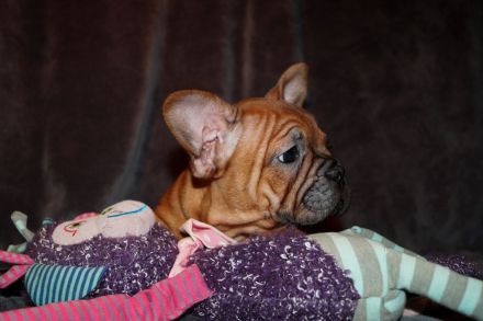 Seriöse Zucht - Französische Bulldogge Welpe Hündin Red Fawn - Bullys vom Dechenwald