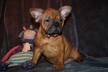 Seriöse Zucht - Französische Bulldogge Welpe Hündin Red Fawn - Bullys vom Dechenwald