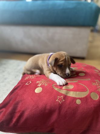 Reinrassige Basenji Welpen