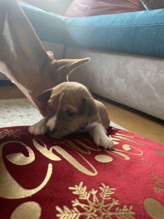 Reinrassige Basenji Welpen