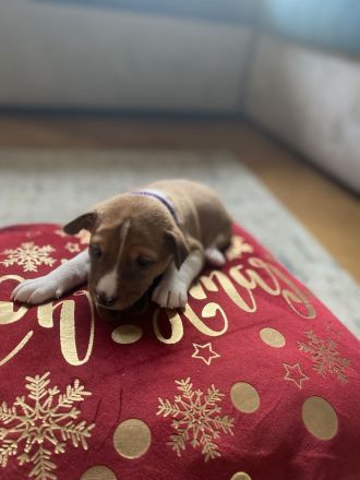 Reinrassige Basenji Welpen