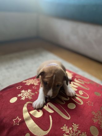 Reinrassige Basenji Welpen