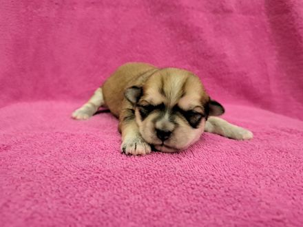 Welpen Shih-Tzu x Yorkshir x Maltipoo Hündin Rüde