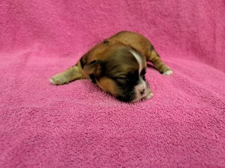 Welpen Shih-Tzu x Yorkshir x Maltipoo Hündin Rüde