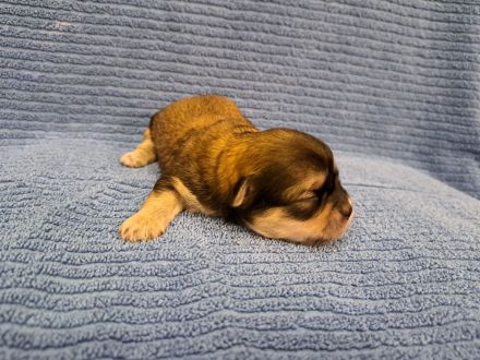 Welpen Shih-Tzu x Yorkshir x Maltipoo Hündin Rüde