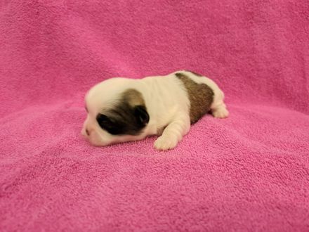 Welpen Shih-Tzu x Yorkshir x Maltipoo Hündin Rüde