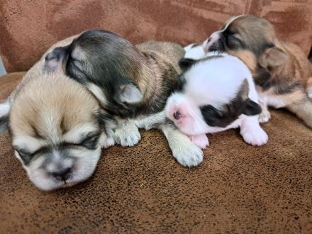 Welpen Shih-Tzu x Yorkshir x Maltipoo Hündin Rüde