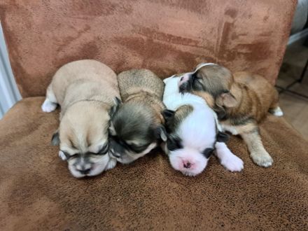 Welpen Shih-Tzu x Yorkshir x Maltipoo Hündin Rüde