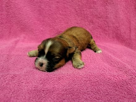 Welpen Shih-Tzu x Yorkshir x Maltipoo Hündin Rüde
