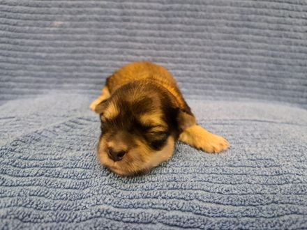 Welpen Shih-Tzu x Yorkshir x Maltipoo Hündin Rüde