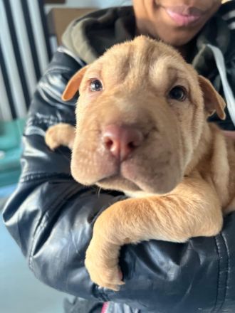 SHARPEI  RÜCKZÜCHTUNG