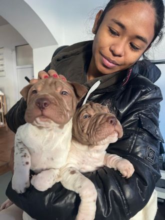 SHARPEI  RÜCKZÜCHTUNG