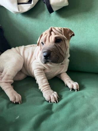SHARPEI  RÜCKZÜCHTUNG