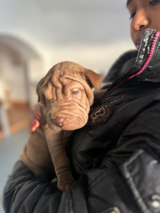 SHARPEI  RÜCKZÜCHTUNG