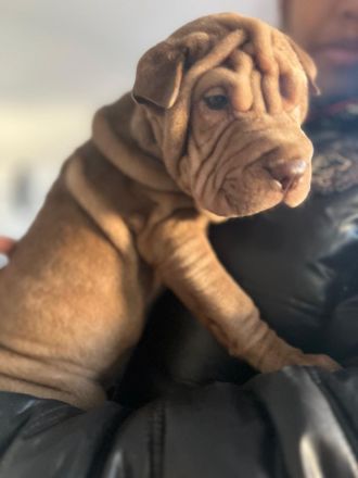 SHARPEI  RÜCKZÜCHTUNG
