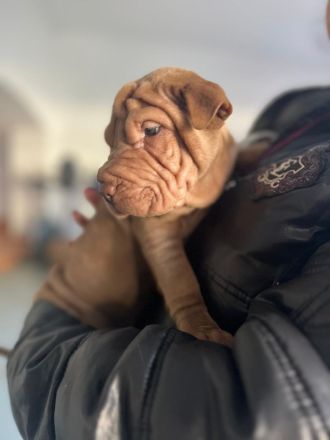 SHARPEI  RÜCKZÜCHTUNG
