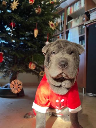 SHARPEI  RÜCKZÜCHTUNG